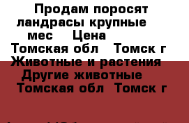 Продам поросят,ландрасы,крупные,1,5 мес. › Цена ­ 2 800 - Томская обл., Томск г. Животные и растения » Другие животные   . Томская обл.,Томск г.